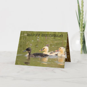 Niedliche Enten - Geburtstagskarte Karte