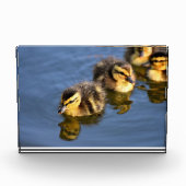 Niedliche Entlein Fotoblock (Vorderseite)