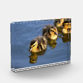 Niedliche Entlein Fotoblock (Links)