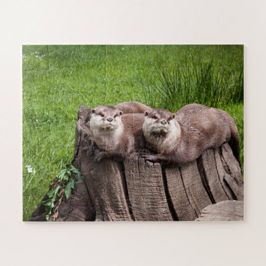Niedliche Eurasian Otters Tierfotografie Puzzle (Horizontal)