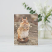 Niedliche Fat & Fluffy Chipmunk Postkarte (Stehend Vorderseite)
