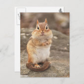Niedliche Fat & Fluffy Chipmunk Postkarte (Vorne/Hinten)