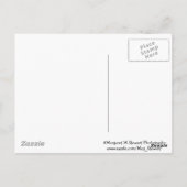 Niedliche Fat & Fluffy Chipmunk Postkarte (Rückseite)