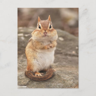 Niedliche Fat & Fluffy Chipmunk Postkarte