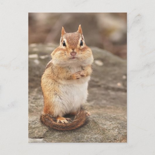 Niedliche Fat & Fluffy Chipmunk Postkarte (Vorderseite)