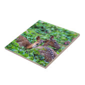 Niedliche Fauna liegt im Wald mit Mutter Fliese (Seite)