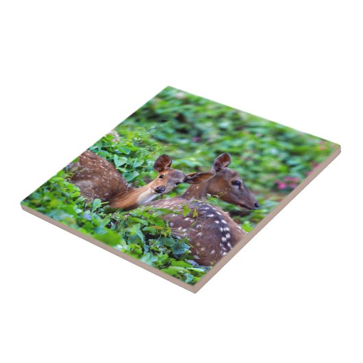 Niedliche Fauna liegt im Wald mit Mutter Fliese (Seite)