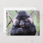 Niedliche Fauna Postkarte (Vorne/Hinten)