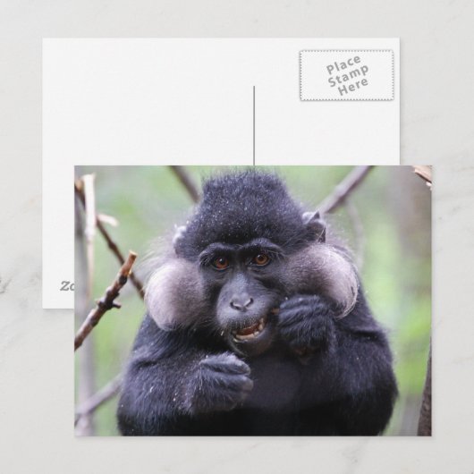 Niedliche Fauna Postkarte (Vorne/Hinten)