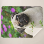 Niedliche Fawn Cfarbige Mops Puppy Dog Face Foto a Sherpadecke (Vorderseite (Horizontal))