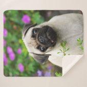 Niedliche Fawn farbige Mops Puppy Dog Face Foto "" Sherpadecke (Vorderseite (Horizontal))