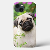 Niedliche Fawn farbige Mops Puppy Dog Face Pet Fot