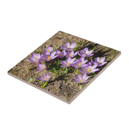 Niedliche Federhäkchen Fliese (Seite)