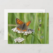 Niedliche Feuerschmetterlingskust. HELLO Postcard Postkarte (Vorne/Hinten)