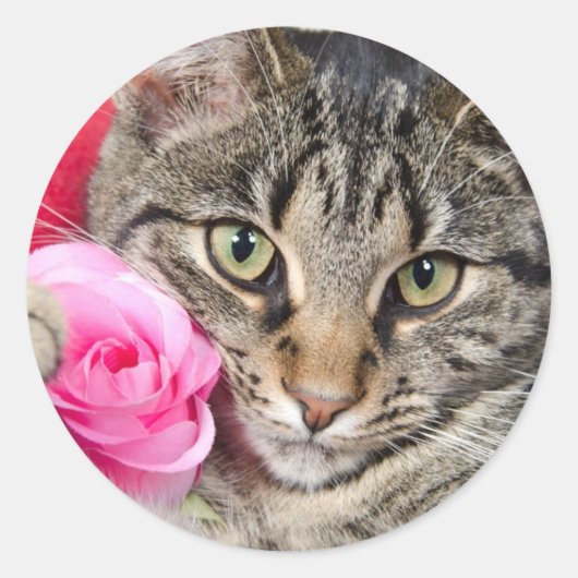 Niedliche Filmtablette Mit Rose Runder Aufkleber (Vorderseite)