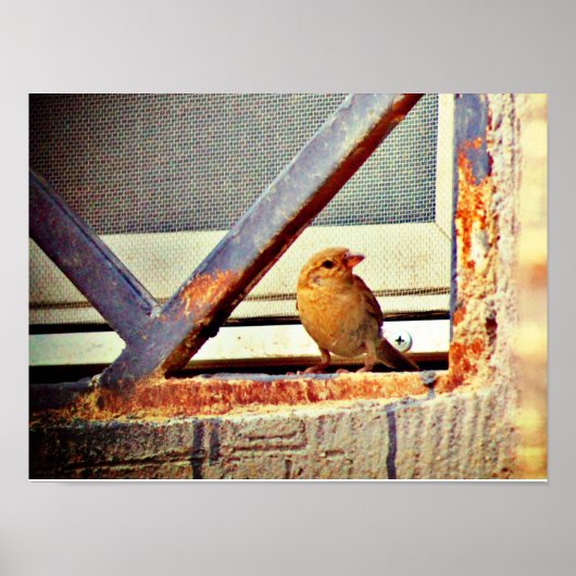 Niedliche Finte Poster (Vorne)