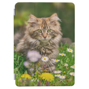 Niedliche flaumige Maine-Waschbär-Kätzchen-Katze iPad Air Hülle