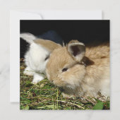 Niedliche, flauschige Bundsen (Vorderseite)