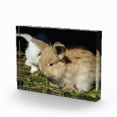 Niedliche, flauschige Bundsen Fotoblock (Rechts)