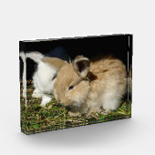 Niedliche, flauschige Bundsen Fotoblock (Links)