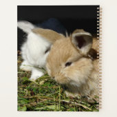 Niedliche, flauschige Bundsen Planer (Rückseite)