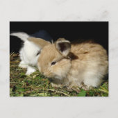 Niedliche, flauschige Bundsen Postkarte (Vorderseite)