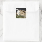 Niedliche, flauschige Bundsen Quadratischer Aufkleber (Tasche)