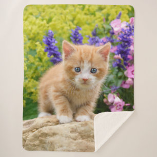 Niedliche Fluffy Ginger Baby Cat Kitten in Blume H Sherpadecke