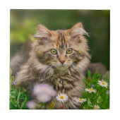 Niedliche Fluffy Maine Coon Kitten Cat Animal Foto Fliese (Vorderseite)