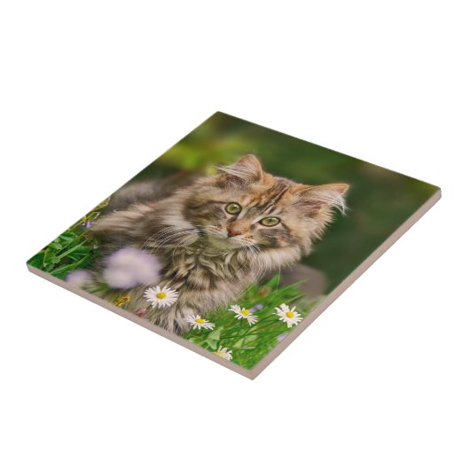 Niedliche Fluffy Maine Coon Kitten Cat Animal Foto Fliese (Seite)