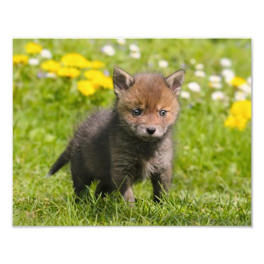 Niedliche Fluffy Red Fox Cub Wild Animal Baby - Fotodruck (Vorne)