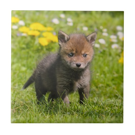 Niedliche Fluffy Red Fox Cub Wild Baby Animal, Ker Fliese (Vorderseite)