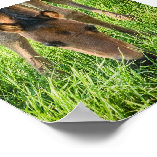 Niedliche Forellepferde Poster (Ecke)