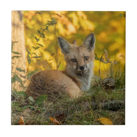 Niedliche Fox-Keramik Fliese (Vorderseite)