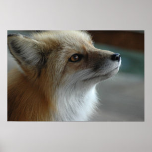 Niedliche Fox-Seite Poster