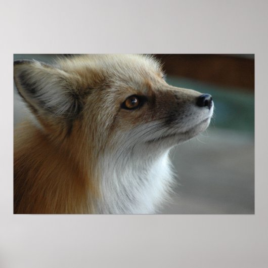 Niedliche Fox-Seite Poster (Vorne)