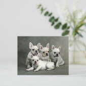 Niedliche französische Bulldog-Welpen Postkarte (Stehend Vorderseite)