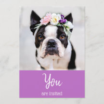 *~* niedliche französische Bulldogge Frenchie