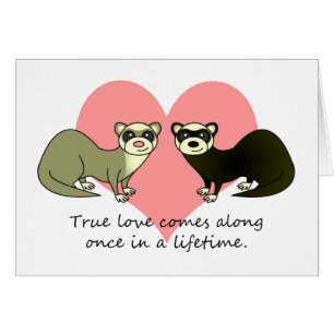 Niedliche Frettchen richten Liebe aus