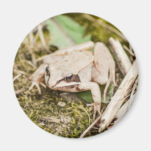 Niedliche Frosch-Natur-Waldtiere Magnet