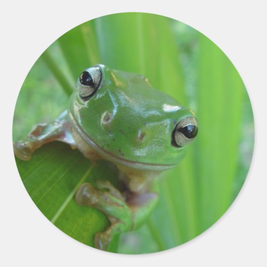 Niedliche Froschkleber Runder Aufkleber (Vorderseite)
