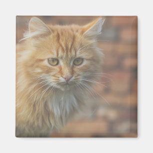 Niedliche Funky Ginger Cat Kitten Face Magnet