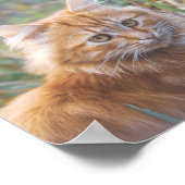 Niedliche Funky Ginger Cat Kitten Face Poster (Ecke)