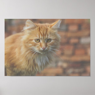 Niedliche Funky Ginger Cat Kitten Face Poster