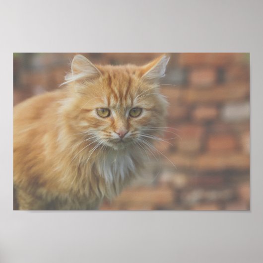 Niedliche Funky Ginger Cat Kitten Face Poster (Vorne)