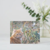 Niedliche Funky Ginger Cat Kitten Face Postkarte (Stehend Vorderseite)