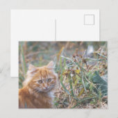 Niedliche Funky Ginger Cat Kitten Face Postkarte (Vorne/Hinten)
