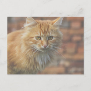 Niedliche Funky Ginger Cat Kitten Face Postkarte