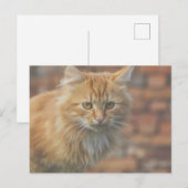 Niedliche Funky Ginger Cat Kitten Face Postkarte (Vorne/Hinten)