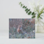 Niedliche Funky Ginger Cat Kitten im Gras versteck Postkarte (Stehend Vorderseite)